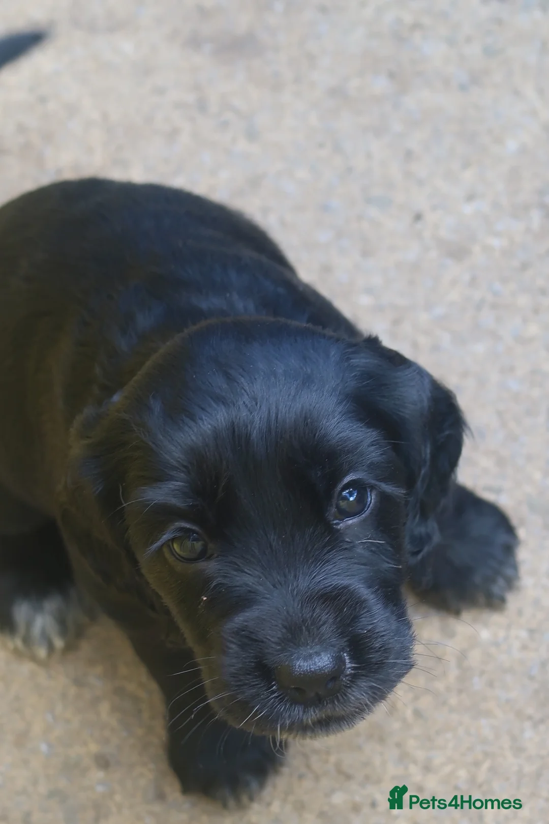 Cocker Spaniel dogs for sale: 2 goldens & 1 black & white cocker spaniel puppies - Advert 2
