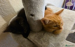 Domestic Shorthair cats for sale: 6 kittens ready for sale, 2 months old - Image 1