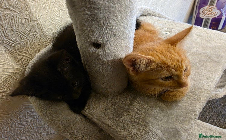 Domestic Shorthair cats - Advert 2