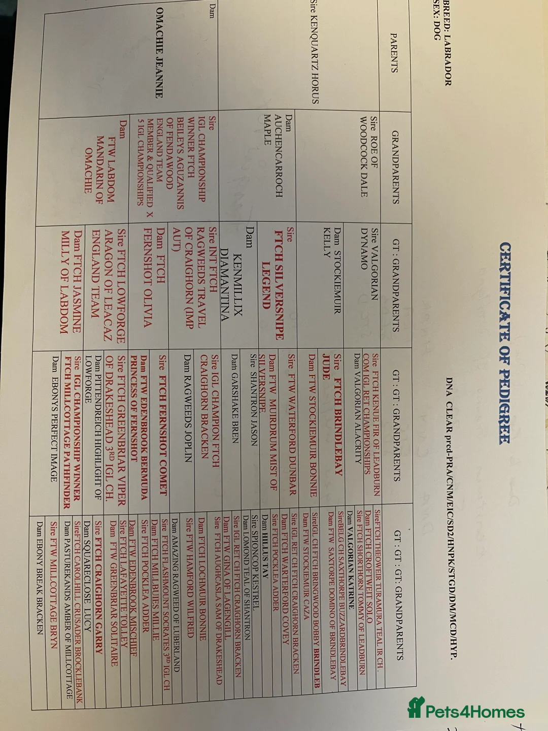 Labrador Retriever dogs for stud: Stunning KC dark Fox Red stud in Ware - Advert 10