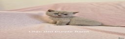 British Shorthair cats for sale: All Reserved Now. - Advert 23
