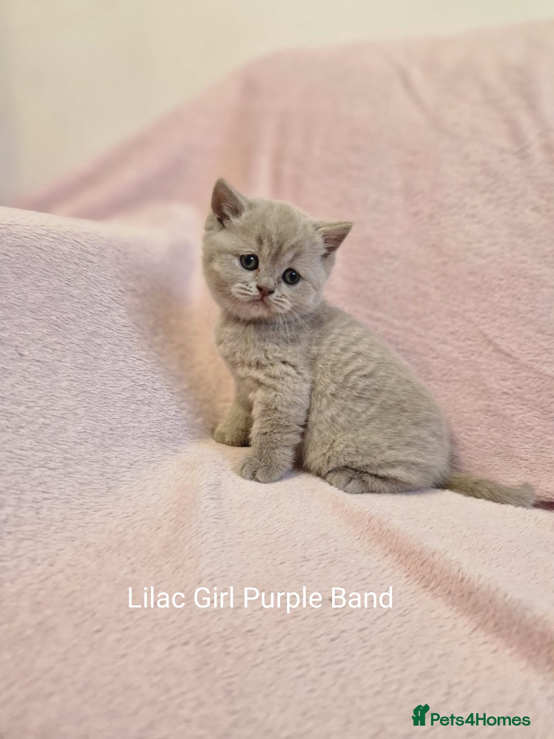 British Shorthair cats for sale: All Reserved Now. - Advert 23
