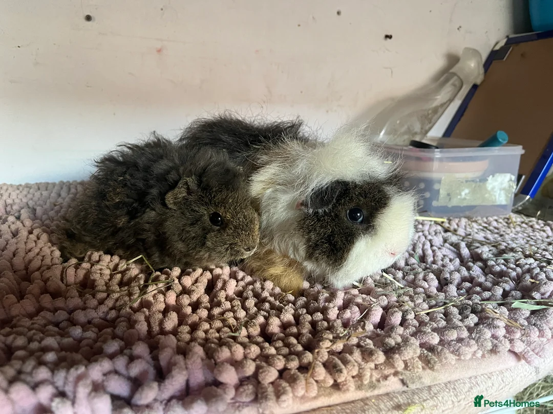Guinea Pig rodents for sale: PUREBRED PERUVIAN & ALPACA DUOS - Advert 5