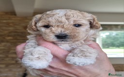 Maltipoo dogs for sale: Rare F2 Toy Maltipoos, DNA Clear + Basic Training - Image 16