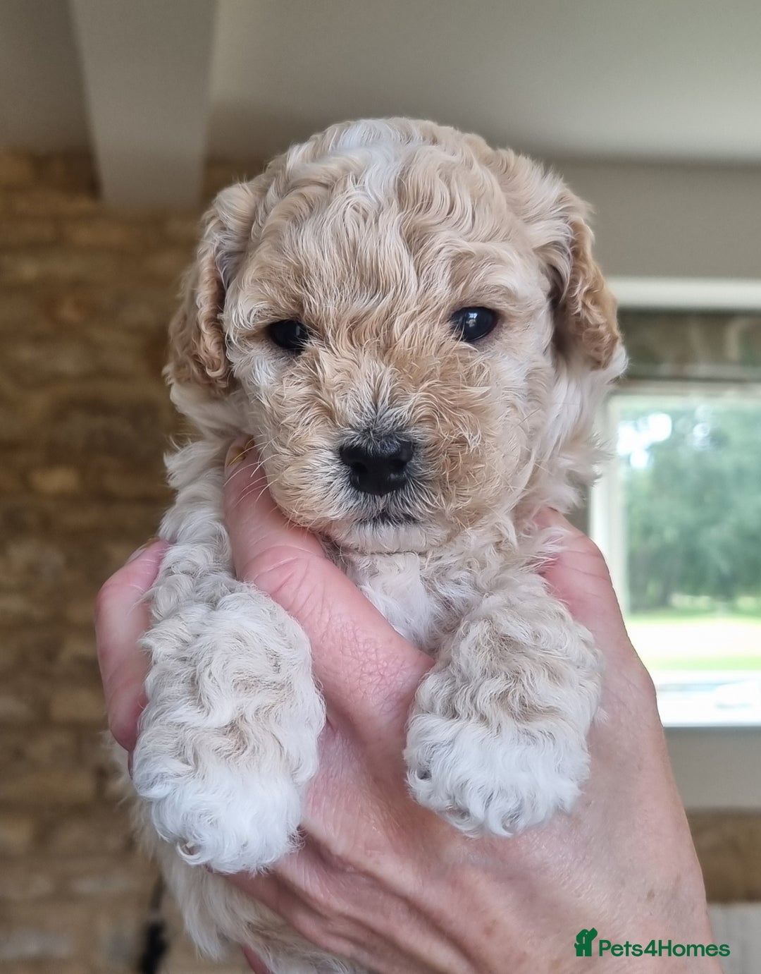 Maltipoo dogs for sale: Rare F2 Toy Maltipoos, DNA Clear + Basic Training - Image 16