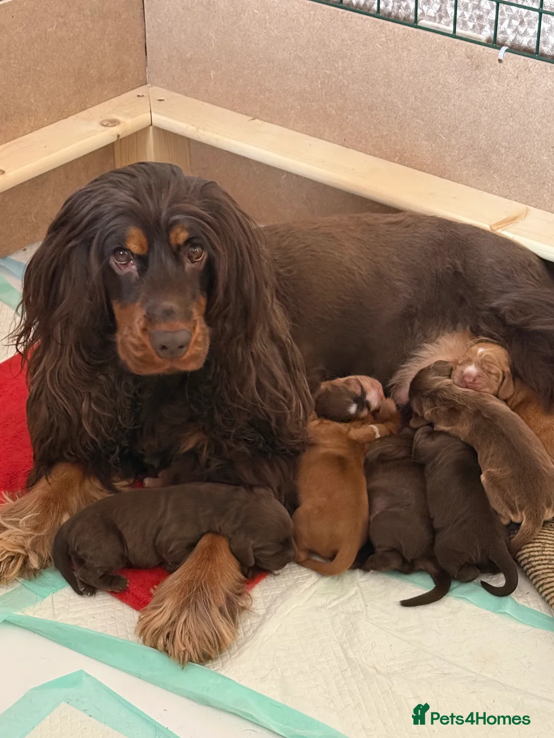 Cocker Spaniel dogs for sale: Health tested clear show cocker spaniel puppies - Advert 20