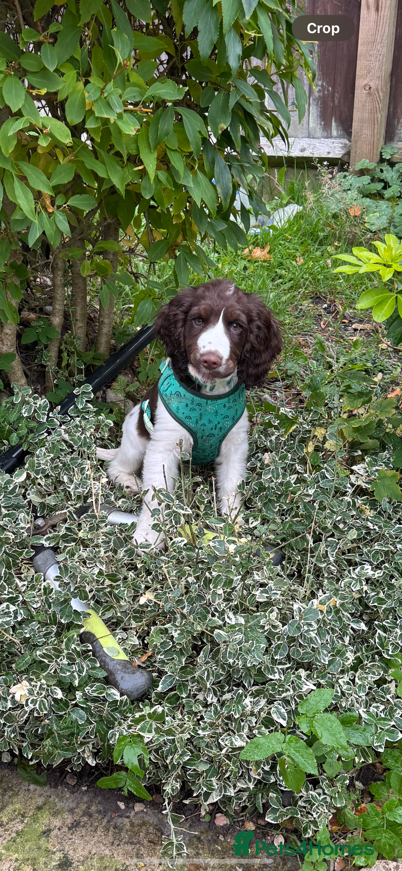 Cocker Spaniel dogs 4 months old male Cocker Spaniel For Sale - Advert 15