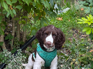 Cocker Spaniel dogs 4 months old male Cocker Spaniel For Sale - Advert 1