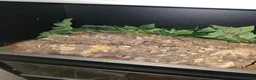 Python Snake reptiles for sale: 5x royal pythons and set ups in Birmingham - Advert 5