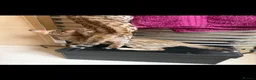 Savannah cats for sale: Savannah F5 Bengal hybrid  in Goole - Advert 8