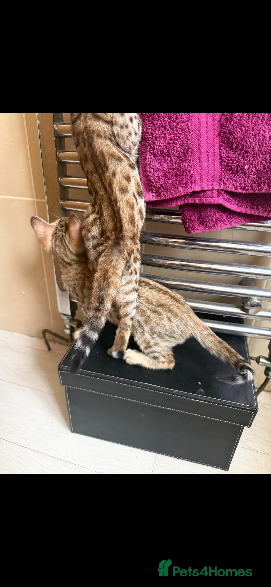 Savannah cats for sale: Savannah F5 Bengal hybrid  in Goole - Advert 8