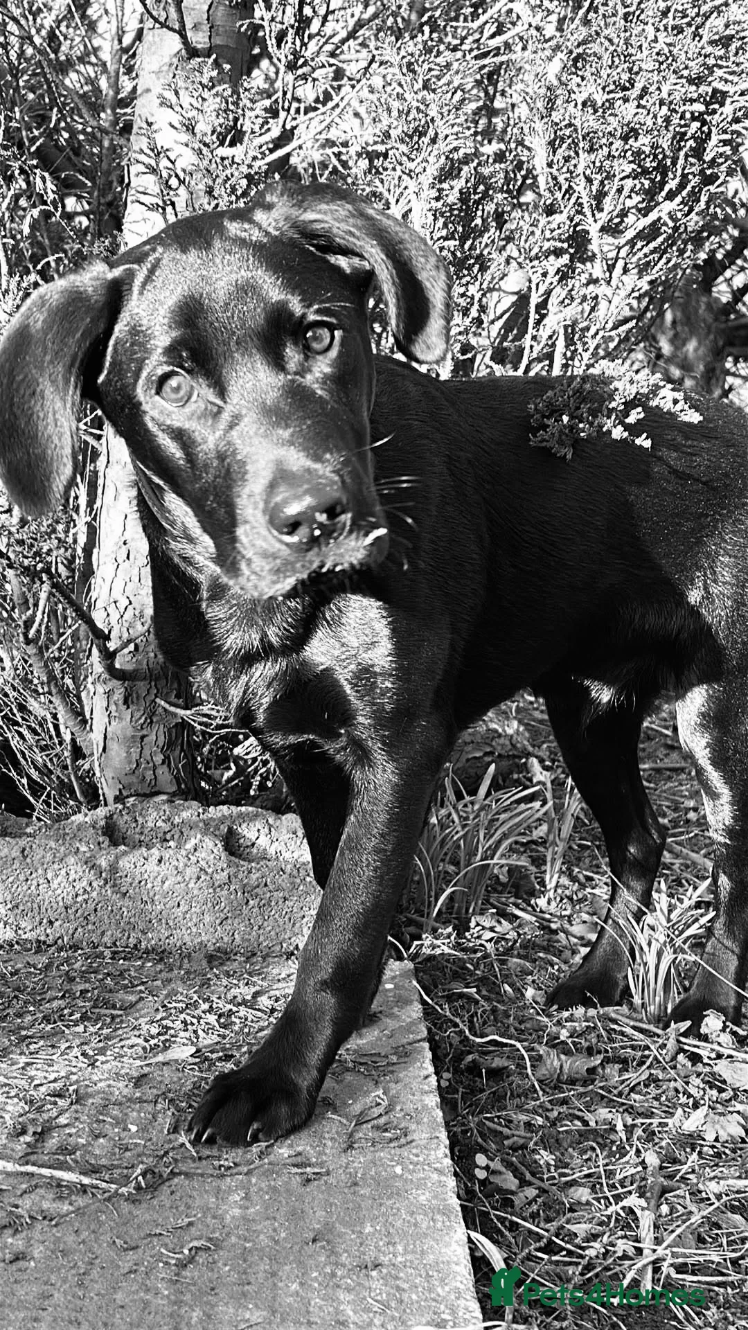 Labrador Retriever dogs for sale: Labrador retriever puppy 8 months old in Newton Aycliffe - Advert 2