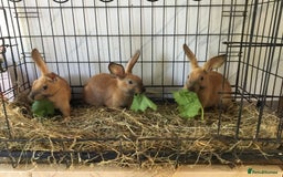 English Spot rabbits for sale: English Rabbits for sale  - Image 9