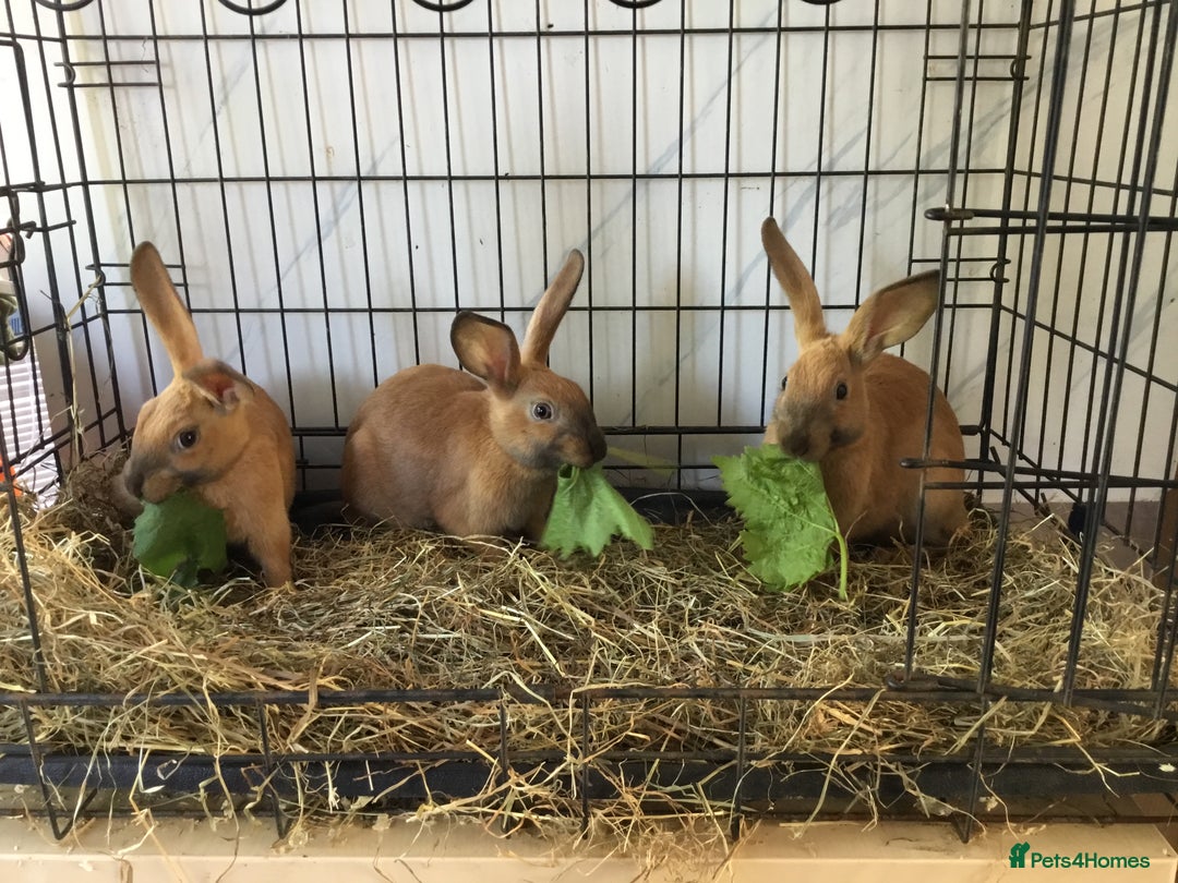 English Spot rabbits for sale: English Rabbits for sale  - Image 9
