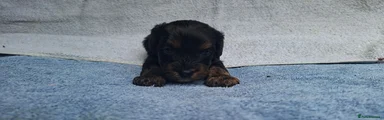 Cavapoo 3