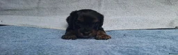 Cavapoo dogs for sale: Beautiful cavapoo puppies  - Advert 10