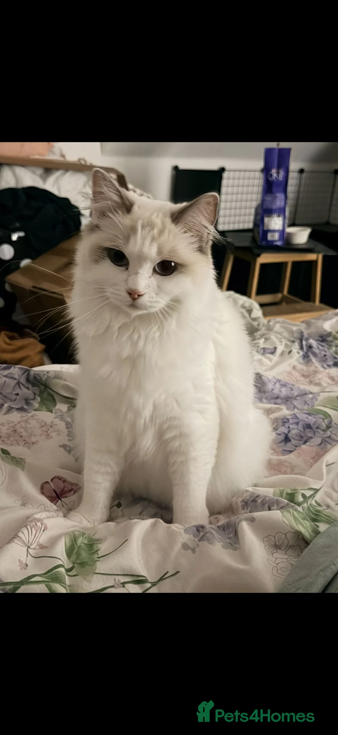 Ragdoll cats for sale: Huge ragdoll kittens looking for a  home  - Advert 2