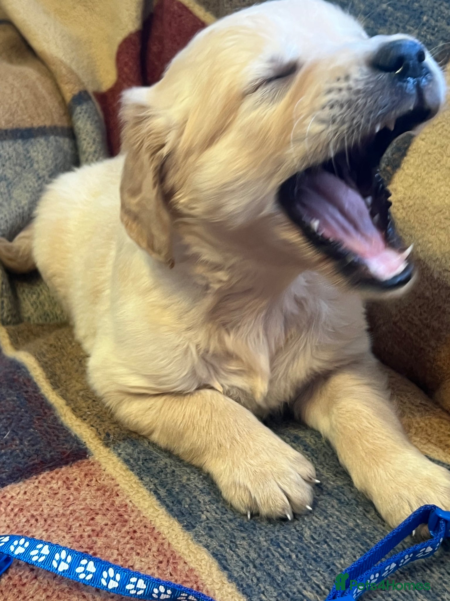 Golden Retriever dogs Golden Retriever pups taking deposits  - Advert 2