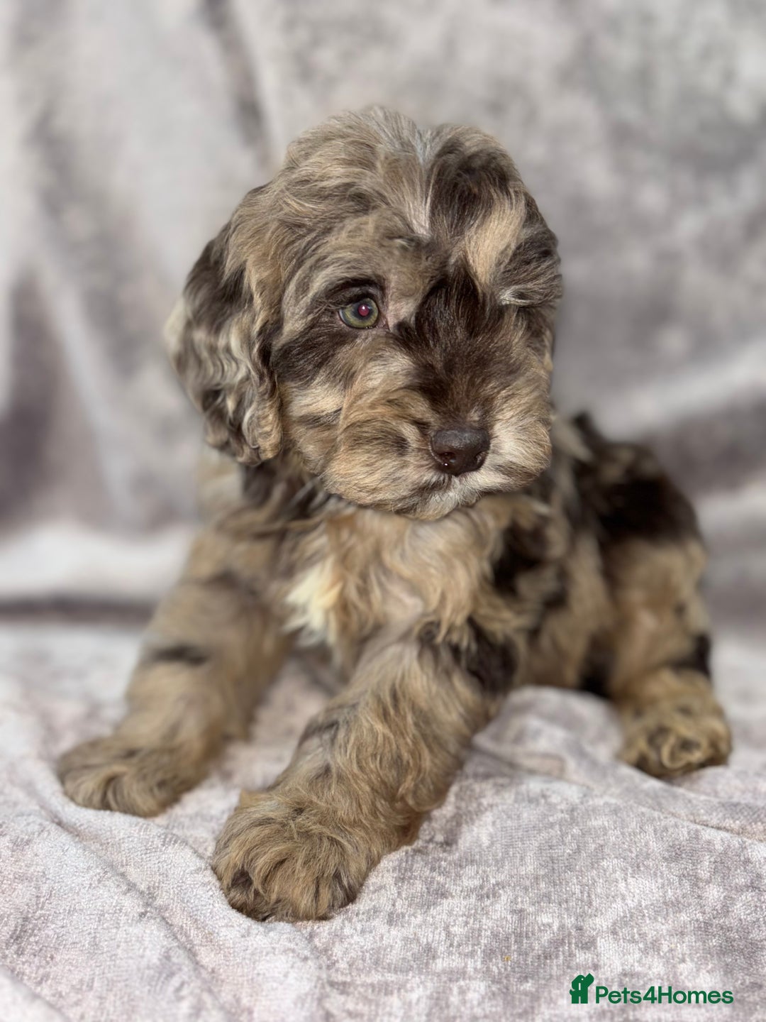 Cockapoo dogs for sale: Gorgeous Cockapoo Puppies  - Advert 22