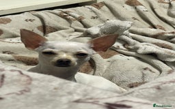 Chihuahua dogs for sale: XXS chihuahua girl 11months - Image 4