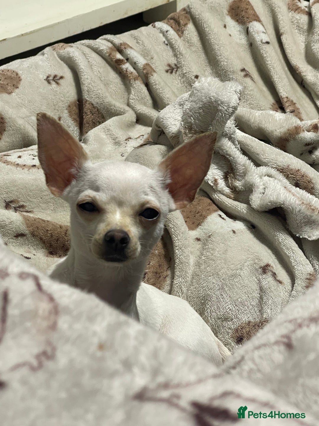 Chihuahua dogs for sale: XXS chihuahua girl 11months - Image 4
