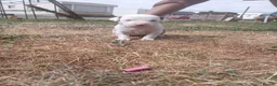 Mixed Breed dogs for sale: Lurcher bull puppies for sale - Advert 40