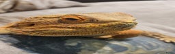 Bearded Dragon reptiles for sale: Male & Female Bearded Dragons - Advert 1