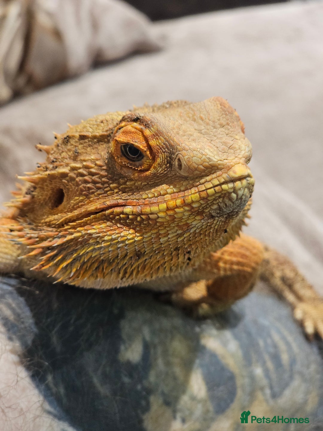 Bearded Dragon reptiles for sale: Male & Female Bearded Dragons - Advert 1