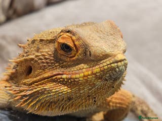 Bearded Dragon reptiles Male & Female Bearded Dragons - Advert 16