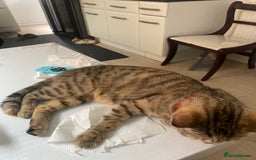 Mixed Breed cats for sale: Kittens for free  - Image 4