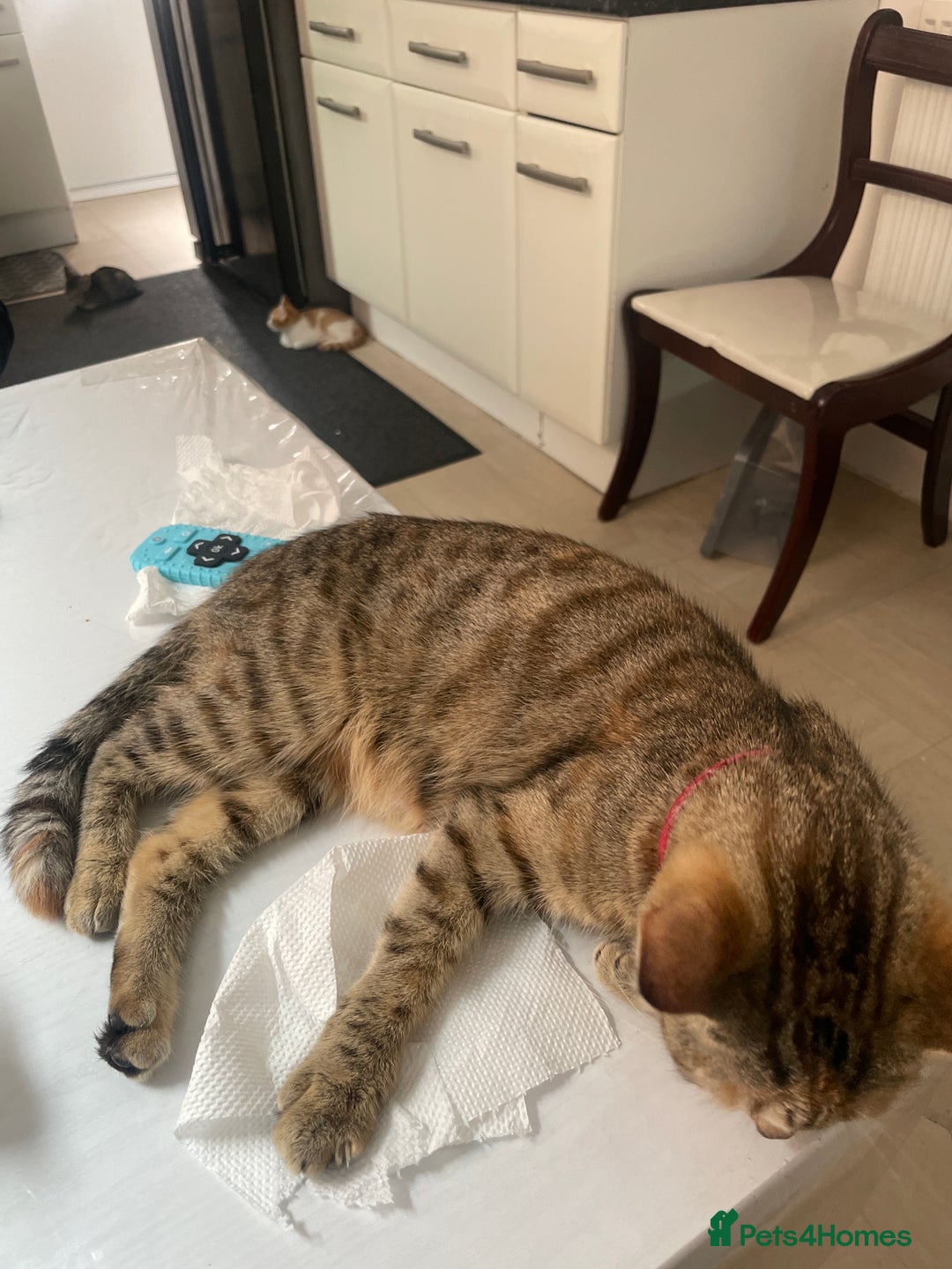 Mixed Breed cats for sale: Kittens for free  - Image 4