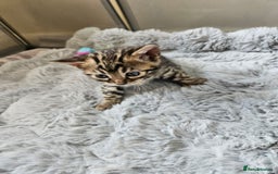 Bengal cats for sale: Lovely bengal kittens(Tica reg.)😍 - Image 23