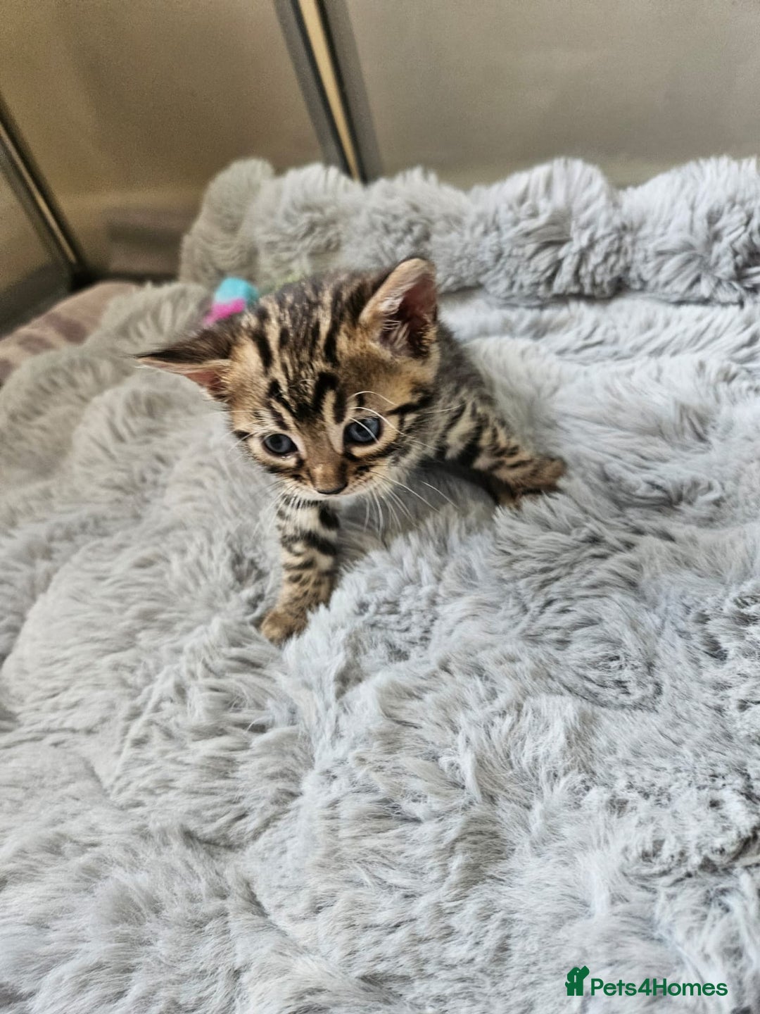 Bengal cats for sale: Lovely bengal kittens(Tica reg.)😍 - Image 23