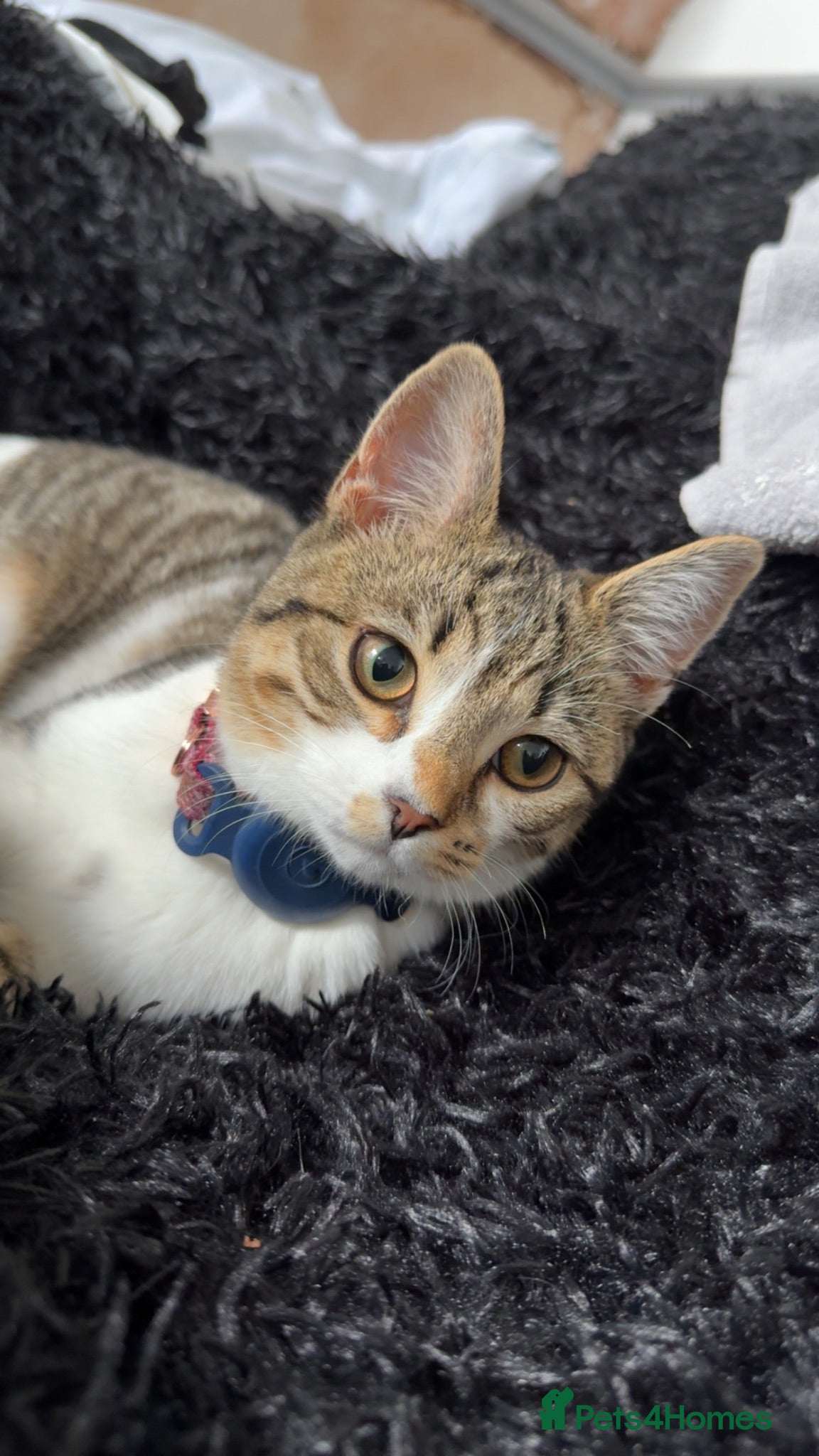 Domestic Shorthair cats Female kitten for sale  - Advert 6