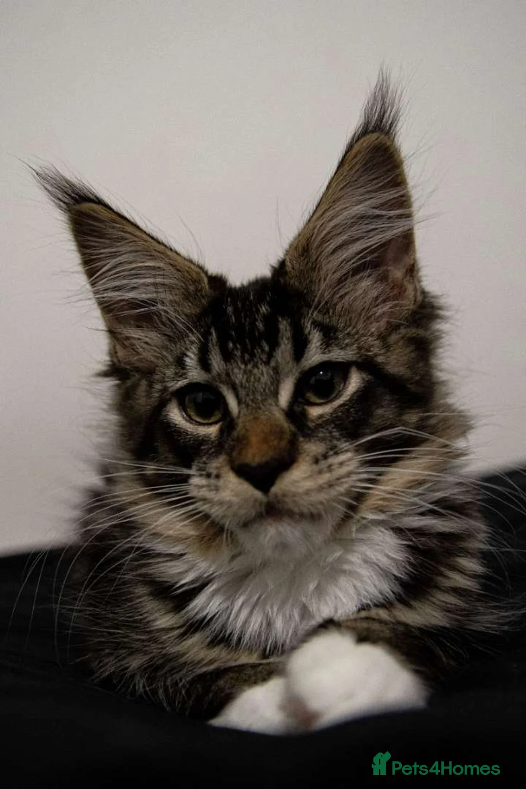 Maine Coon cats for sale: Last baby girl Maine coon kitten TICA reg  - Advert 5