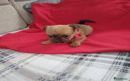 Chorkie dogs for sale: Chihuahua  Cross Yorkshire  - Image 10