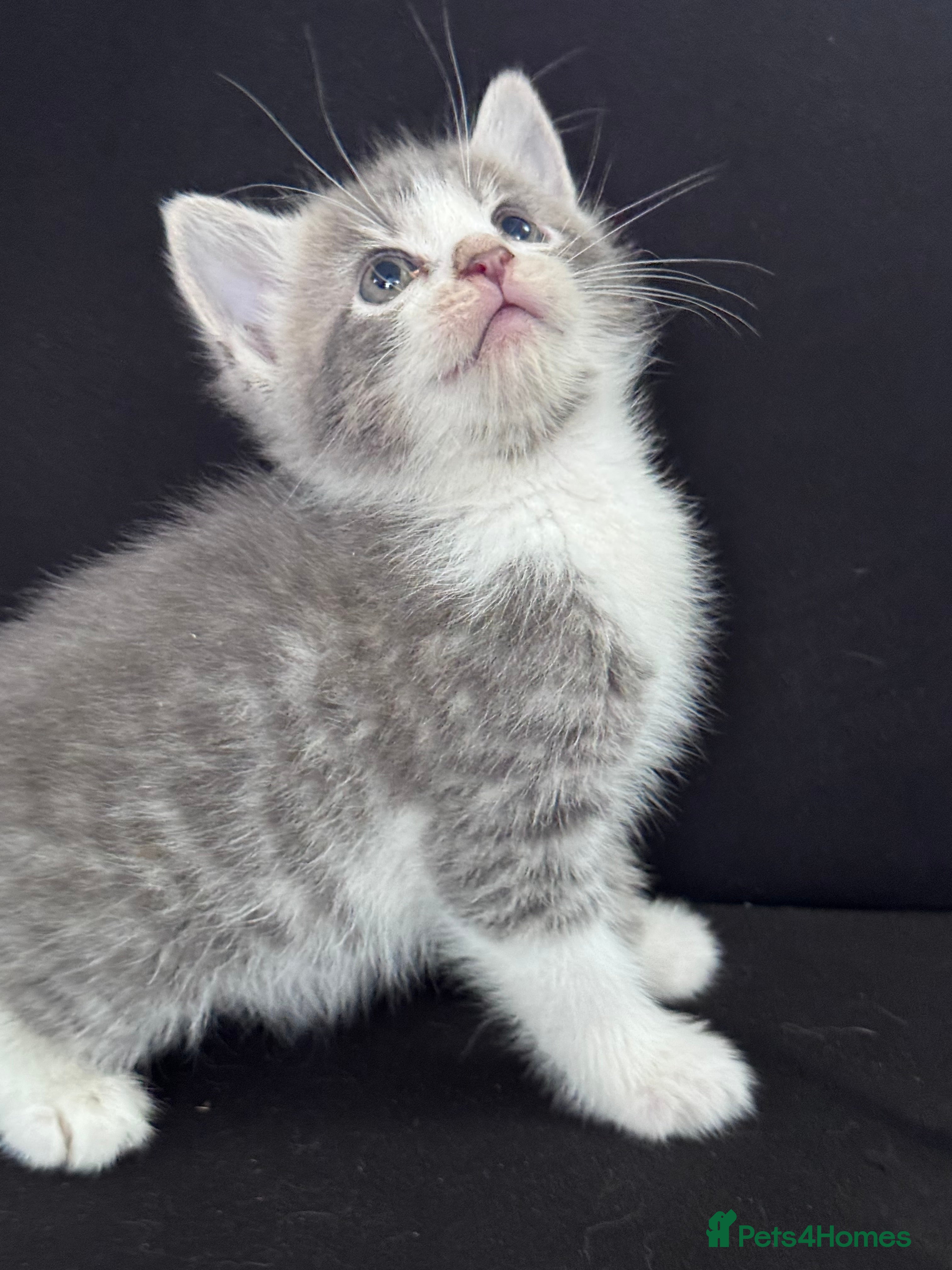 Mixed Breed cats stunning kittens  - Advert 2