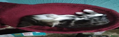 Mixed Breed 2