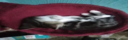 Mixed Breed cats for sale: Tabby and white male kittens - Advert 2