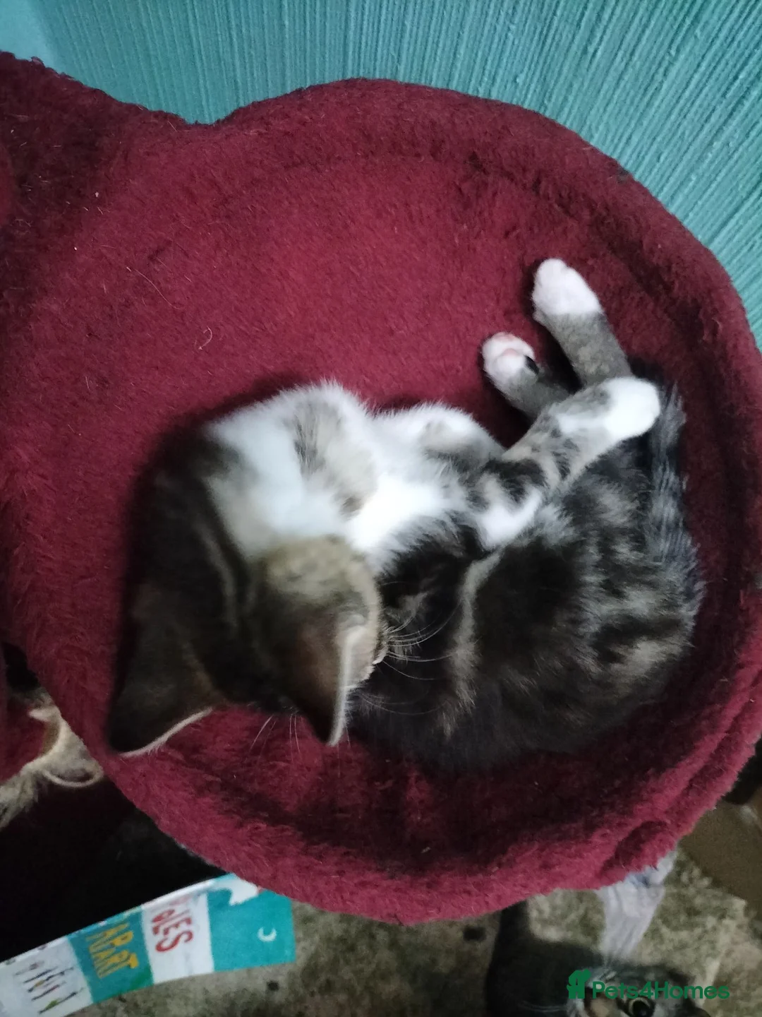 Mixed Breed cats for sale: Tabby and white male kittens - Advert 2