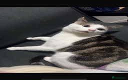 British Longhair cats for sale: Mam dad and kitten - Image 3