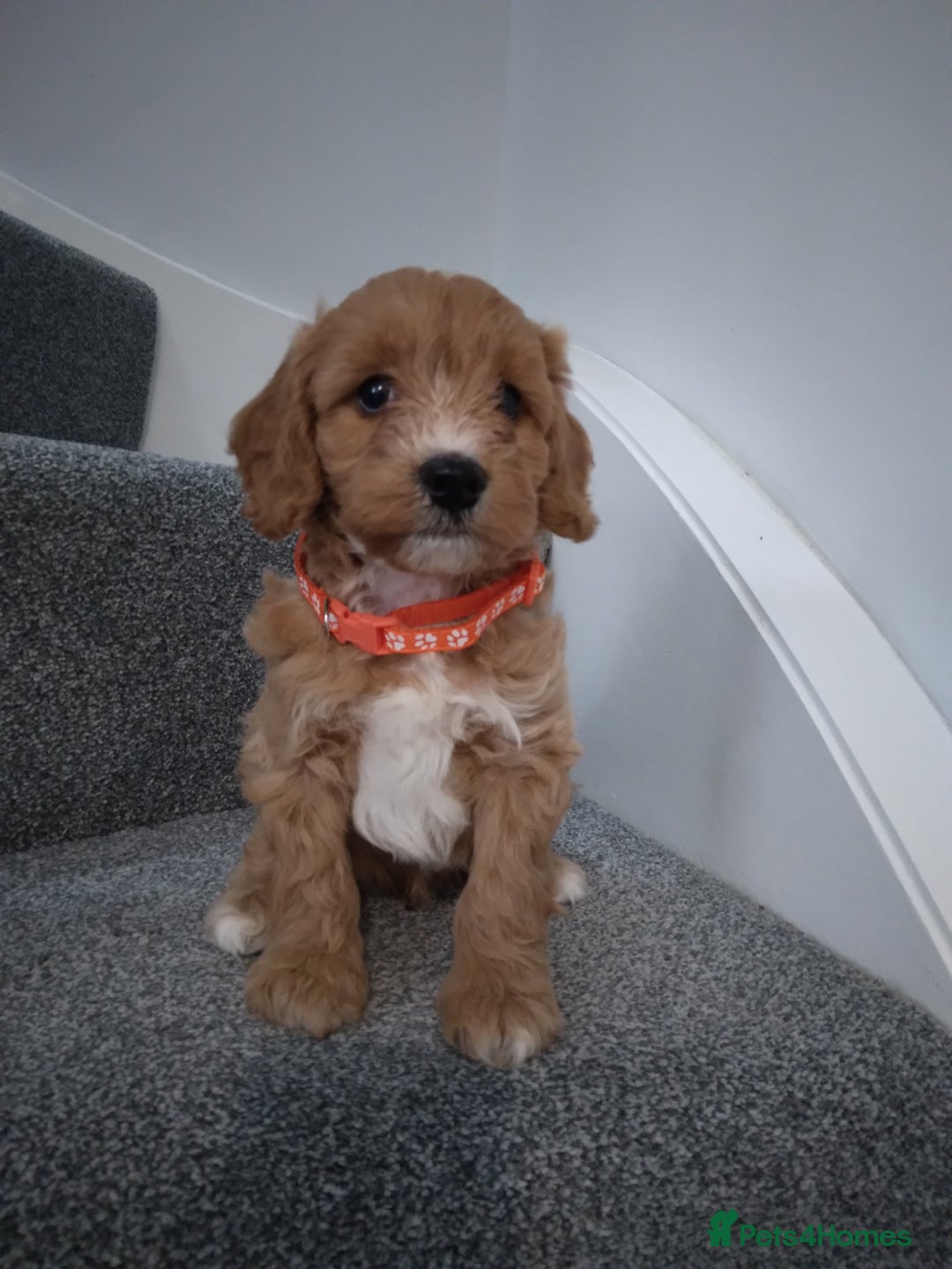 Cockapoo dogs for sale: F1 Cockapoo pups 🐾 - Image 8