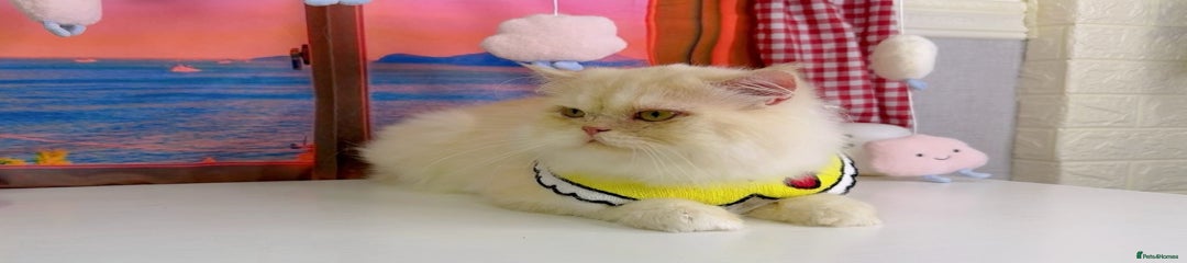 Persian 2 year male cat