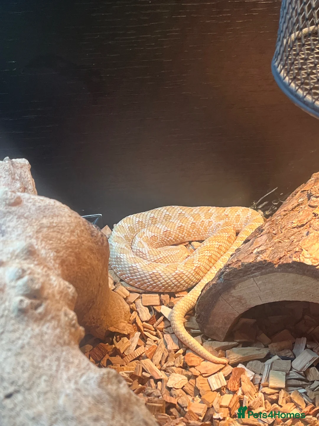 Snake reptiles for sale: Snake Hognose - Advert 5