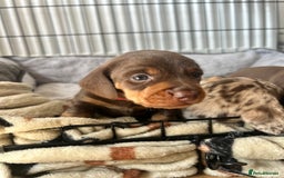 Dachshund dogs for sale: REDUCED*1 LEFT!! *BEAUTIFUL Miniature Dachshund's  - Image 23