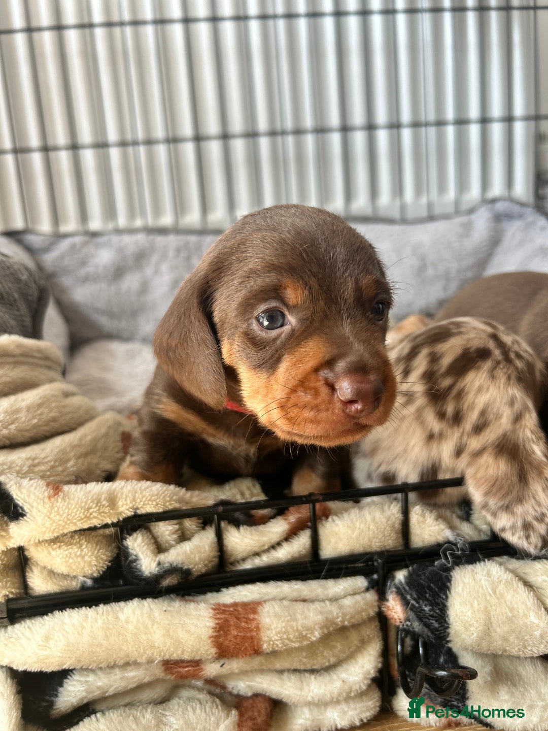 Dachshund dogs for sale: REDUCED*1 LEFT!! *BEAUTIFUL Miniature Dachshund's  - Image 23
