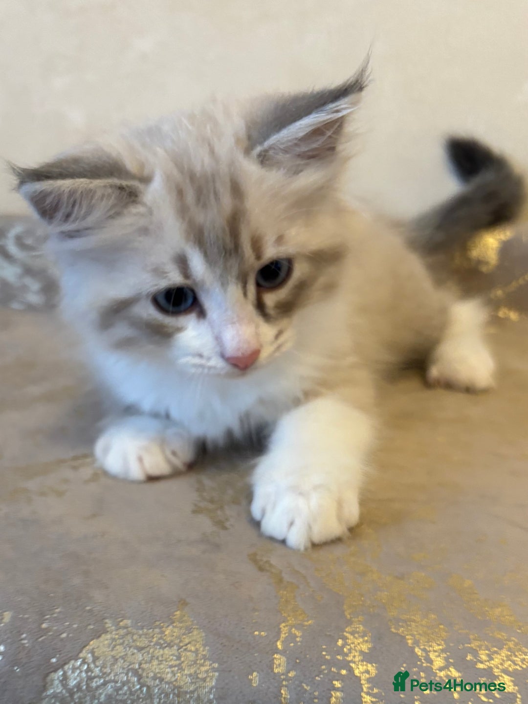 Siberian cats for sale: GCCF Registered Siberian Kitten For Sale  - Image 7