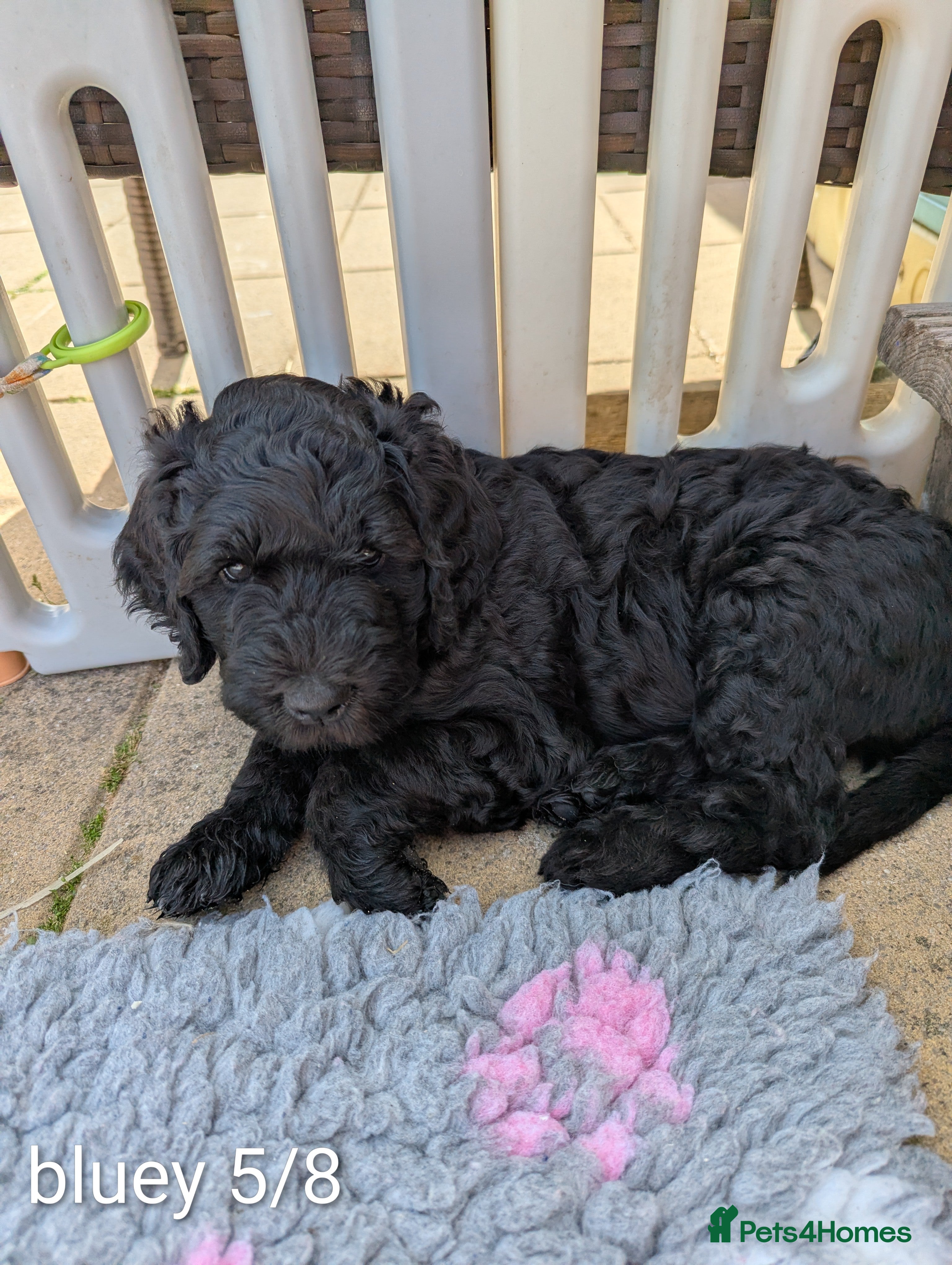 Goldendoodle dogs F1B Standard Goldendoodle Puppies! 😍🩷 Can save!  - Advert 2