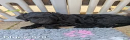 Goldendoodle dogs for sale: F1B Standard Goldendoodle Puppies! 😍🩷 Can save!  - Advert 27