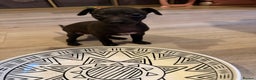 Italian Greyhound dogs for sale: KC Italian Greyhound Puppies  - Advert 7